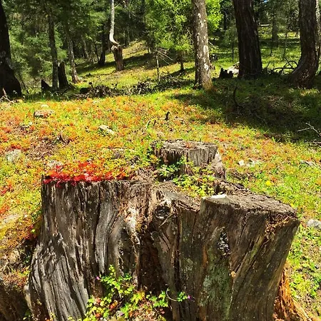 Areti's Traditional House * Apollona