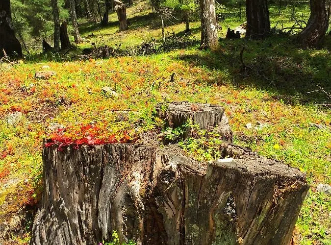 Areti's Traditional House * Apollona